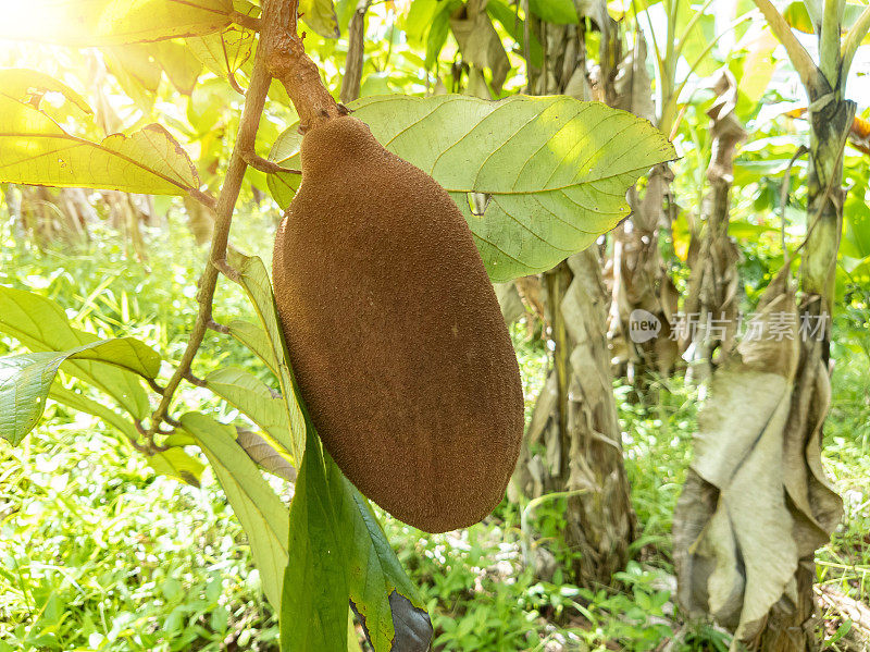 Exotic Cupuaçu (Theobroma Grandiflorum) Fruit on Tree, Super Amazonian Fruit